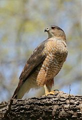 Cooper's Hawk